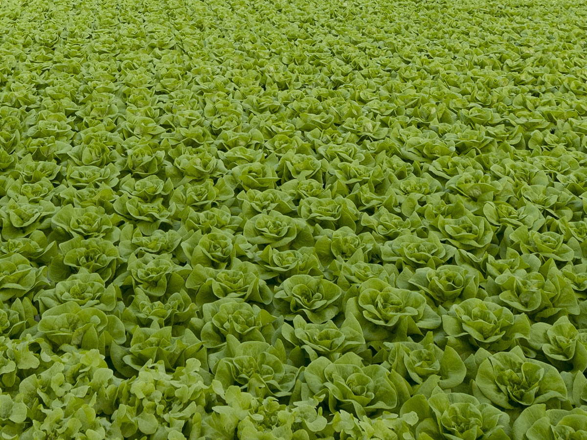 Junior Agronomist - Vegetables – East Gippsland, VIC