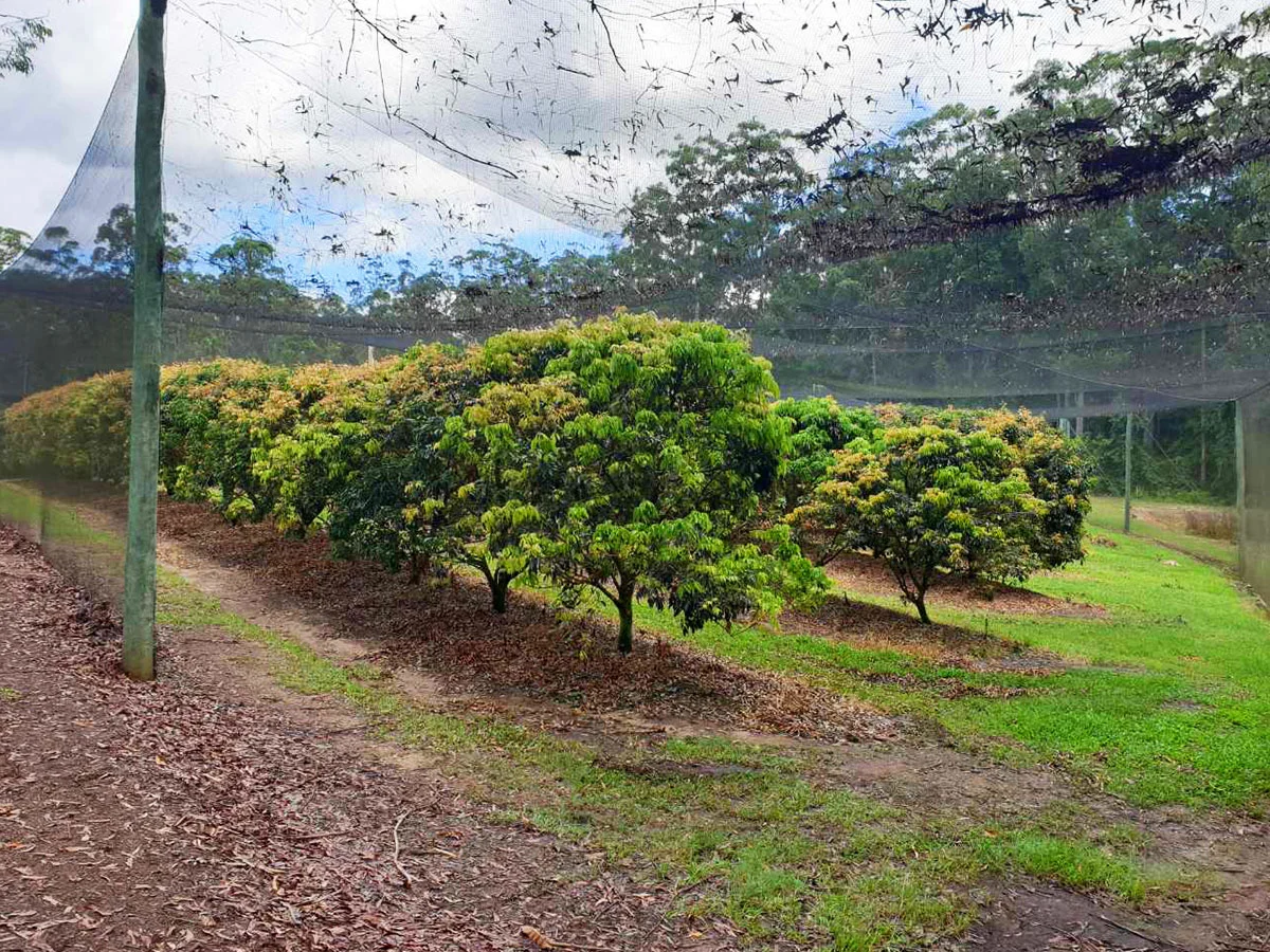 Tree Crop Farm Hand – Sunshine Coast - FILLED BY US!