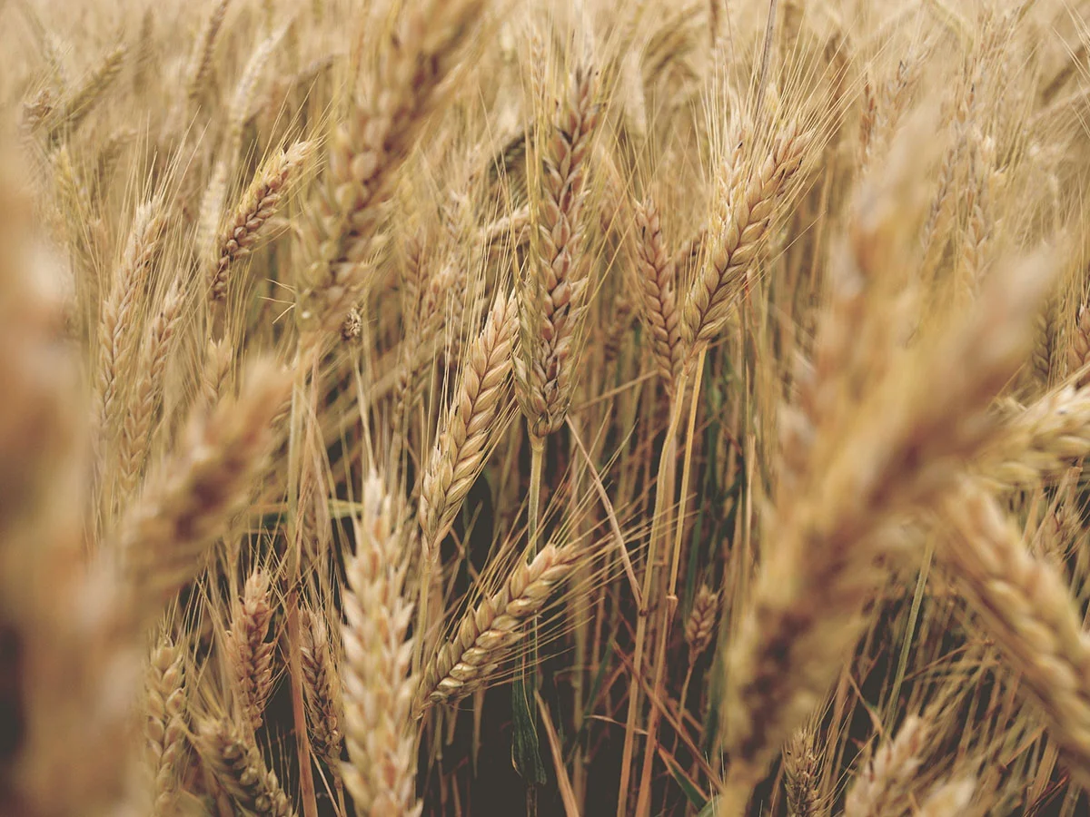 Broadacre Agronomist - Southern NSW - FILLED BY US!