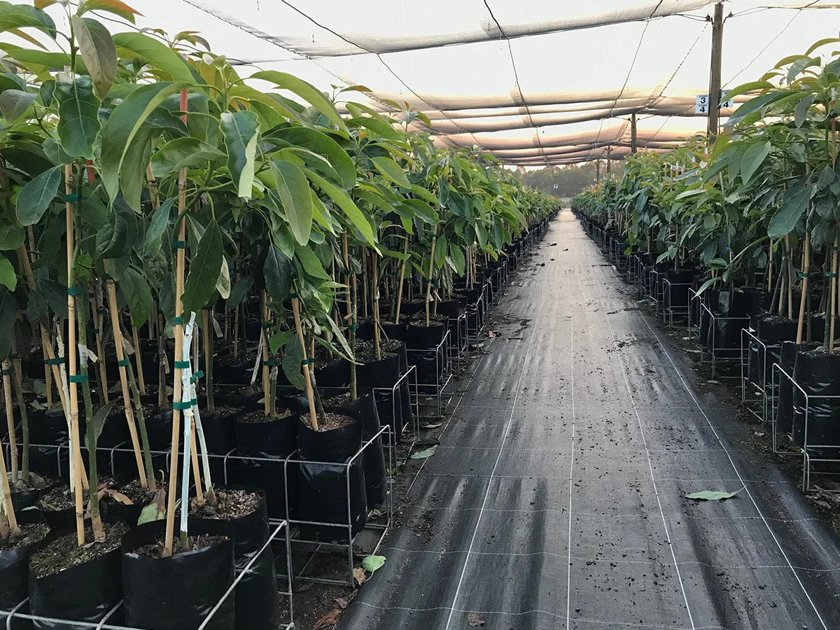 Propagation Supervisor - Tree Crop - Bundaberg - FILLED BY US!