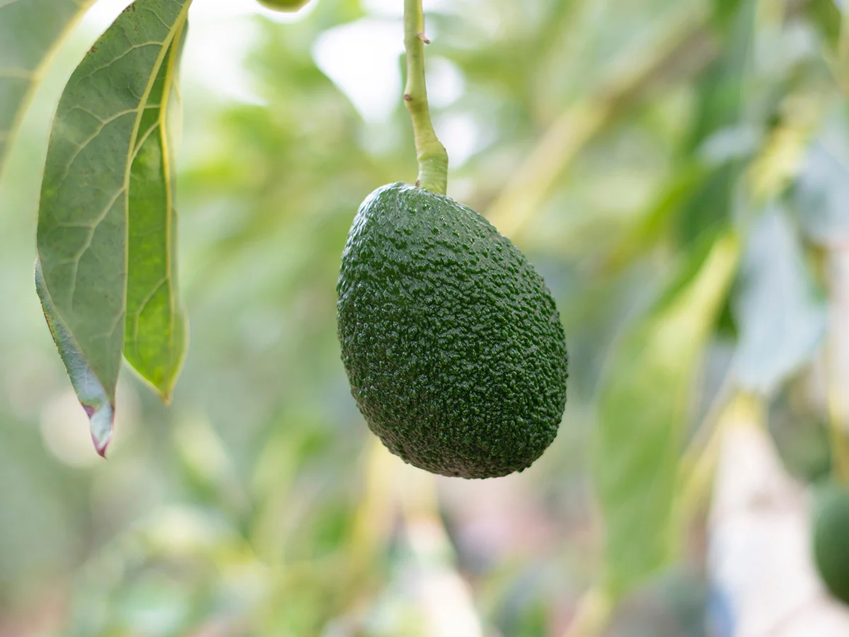 Leading Farm Hand - Tree Crop - Bundaberg - FILLED BY US!