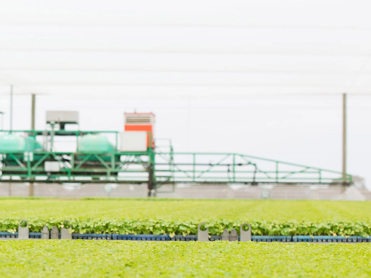 Territory Sales Manager - Vegetable Seedlings - Lockyer Valley - FILLED BY US!