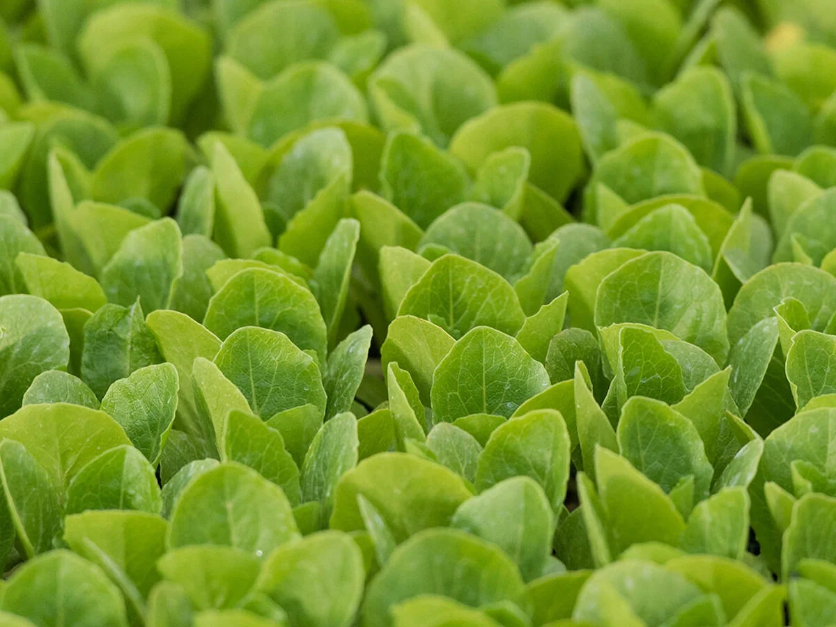 Territory Sales Manager - Vegetable Seedlings - Melbourne 