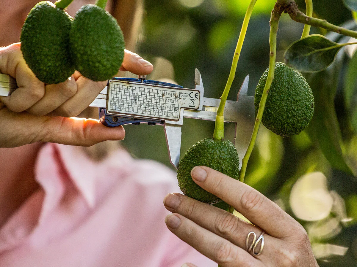 Consultative Agronomist - Horticulture - Bundaberg QLD - FILLED BY US!