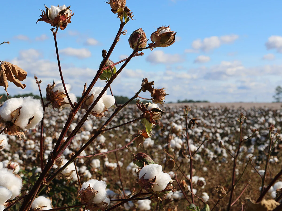 Sales Agronomist - Broadacre &amp; Cotton - Central NSW