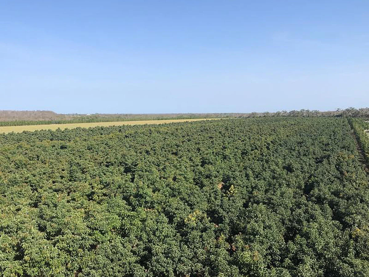 Head Grower - Tree Crop Nursery - Bundaberg - QLD
