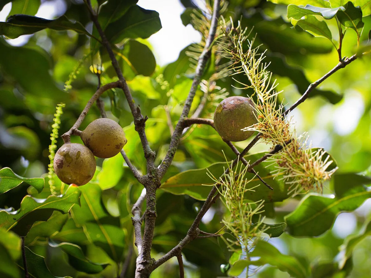 Technical and Grower Support Agronomist - Horticulture - Bundaberg QLD - FILLED BY US!