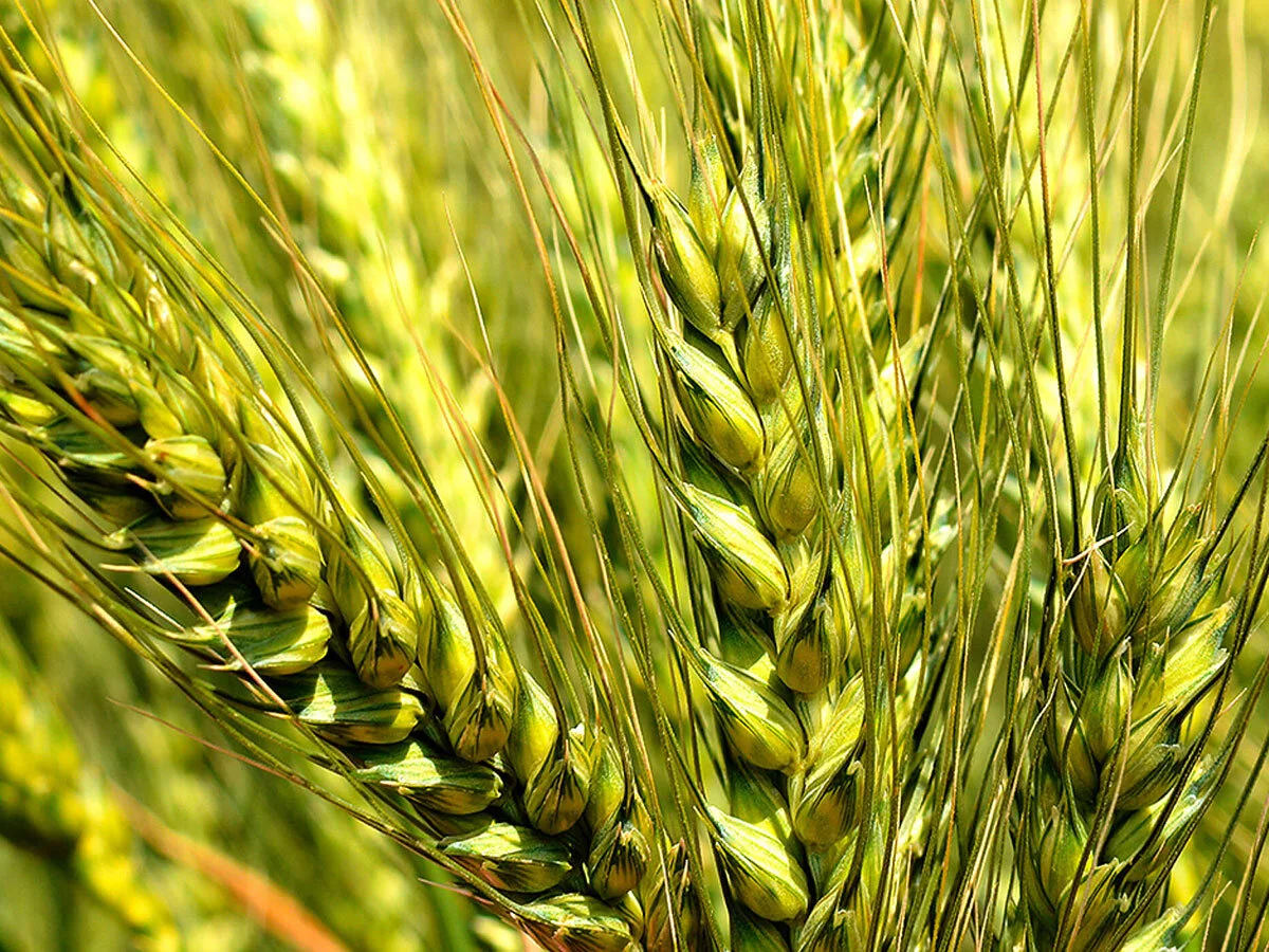 Production Research Agronomist - Toowoomba - FILLED BY US!
