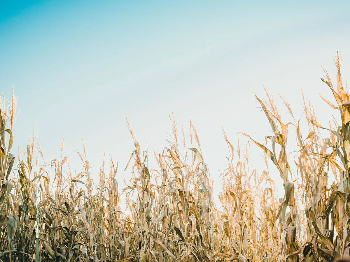 Sales Agronomist - Broadacre - Esperance - WA