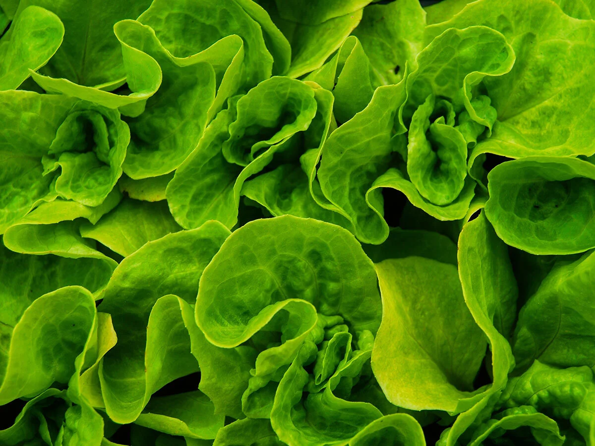 Territory Sales Manager - Crop Health Products - South East Queensland - FILLED BY US!