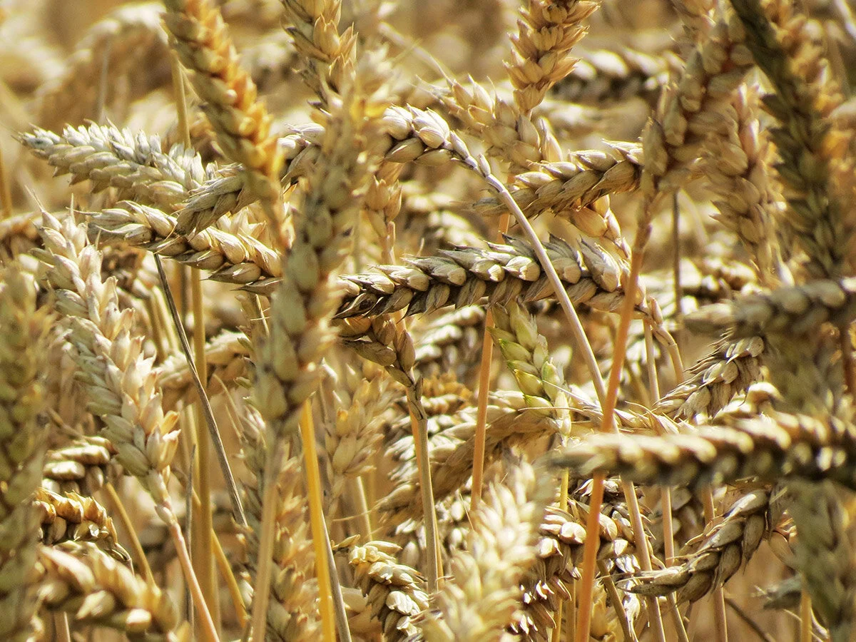 Cropping Manager - Mixed Farming - North West Victoria - ON HOLD!