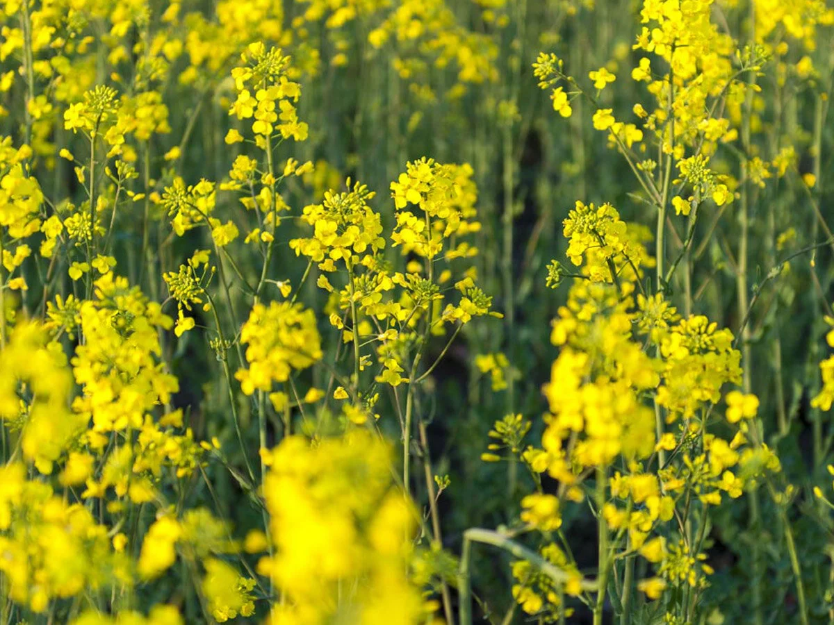 Seed Production Agronomist - Applications Closed!