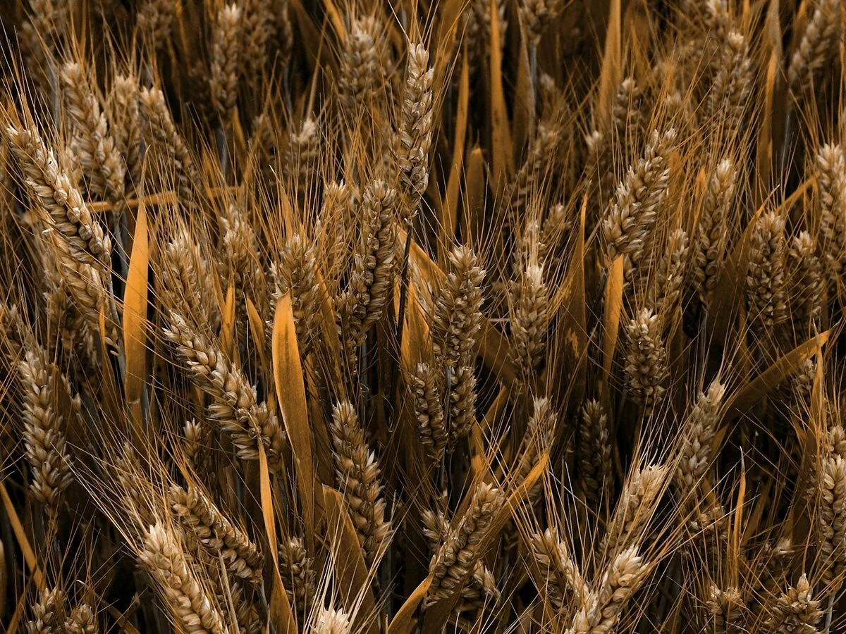 Farm Manager - Summer and Winter Cropping - Southern NSW - FILLED BY US!