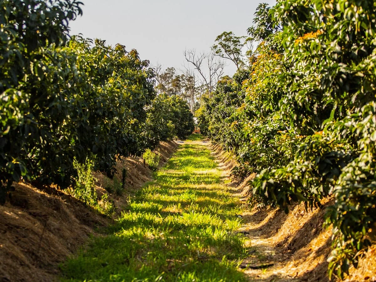 Independent Avocado Agronomist