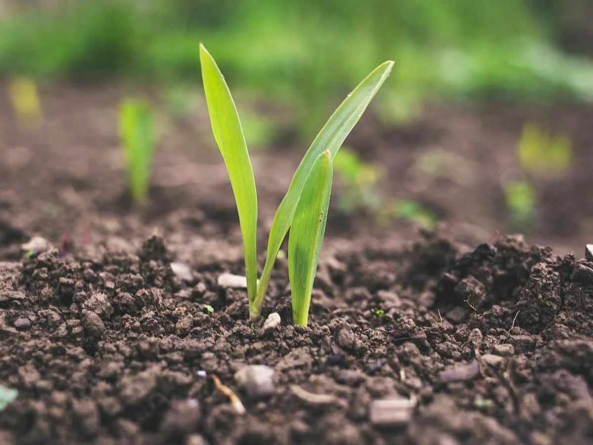 National Technical Manager - Crop Health - Adelaide - FILLED BY US!