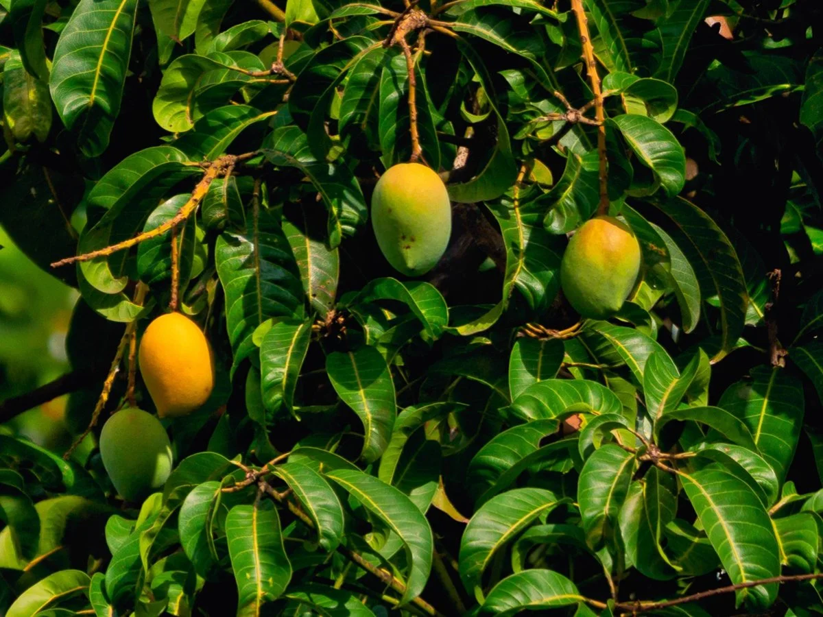 Graduate Agronomist - Tree Crops - Bundaberg - FILLED BY US!