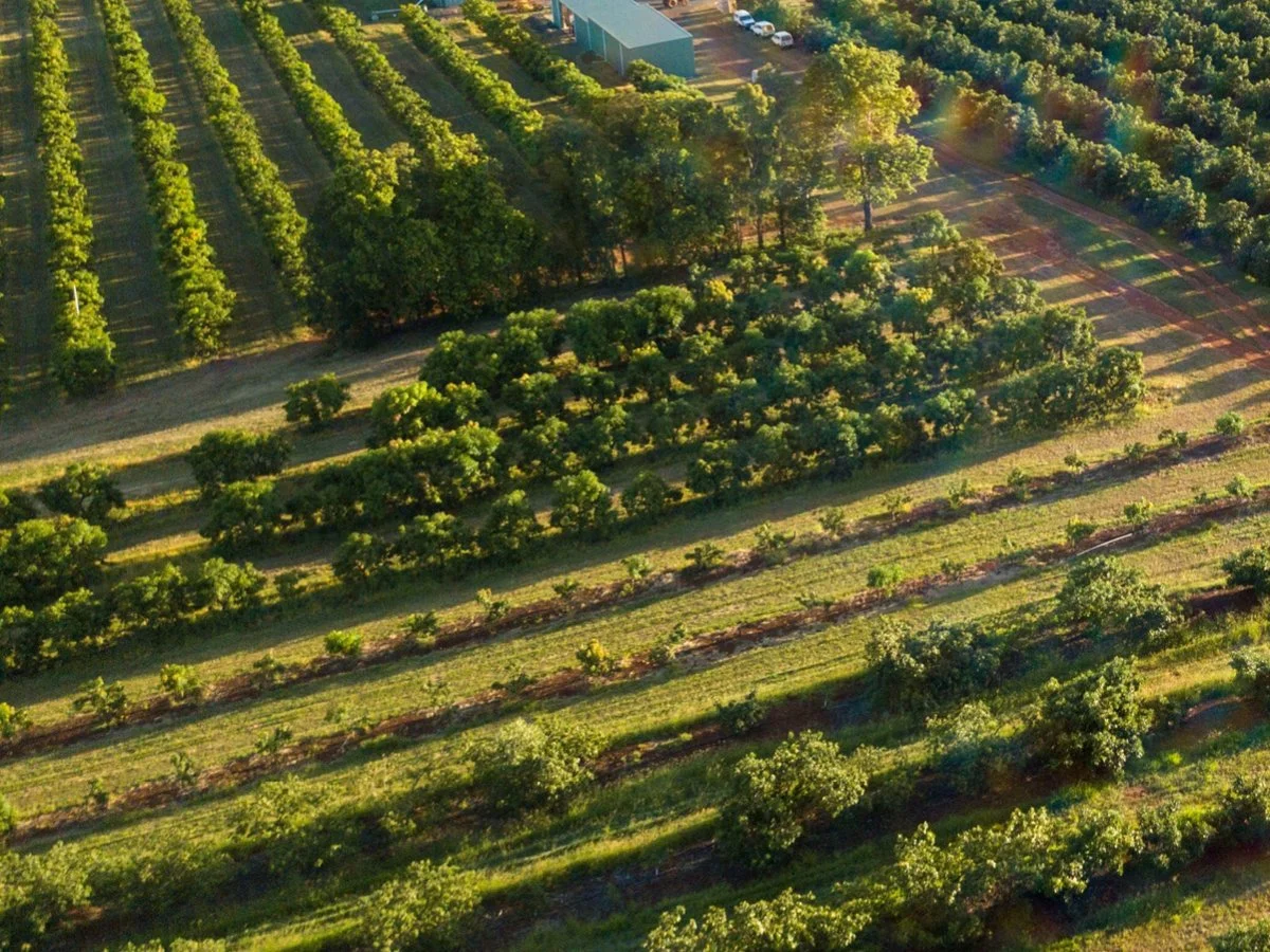 Agronomy Manager - Tree Crops - Bundaberg - FILLED BY US!