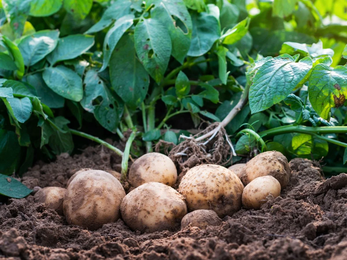 Agronomy Support &amp; Storage Analyst - Victoria - FILLED BY US!