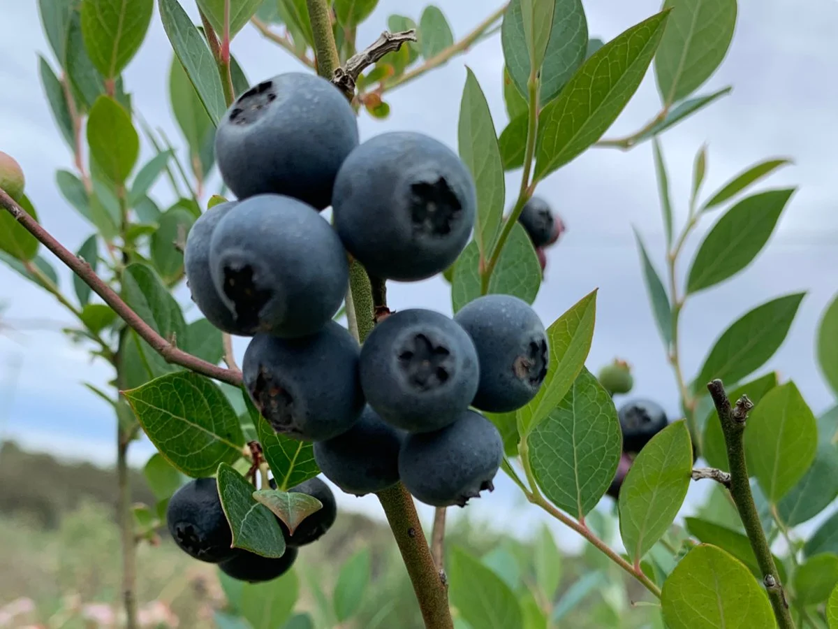 Farm Manager - Berries - Northern Rivers NSW - FILLED BY US!