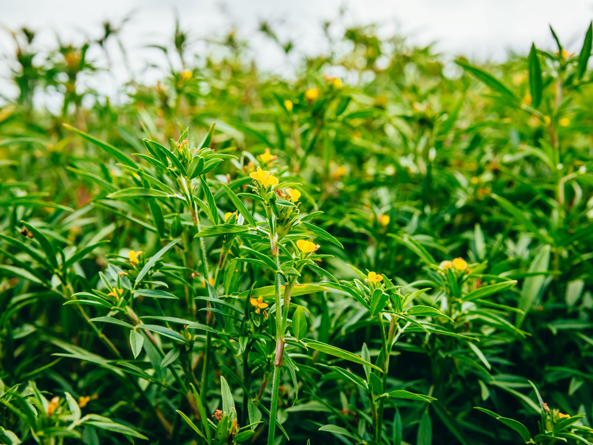 Marketing Campaign Manager - Seed - Toowoomba - FILLED BY US!