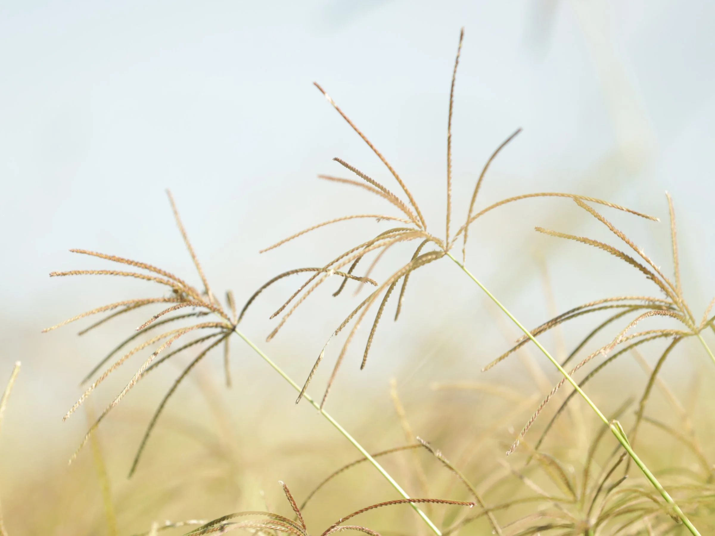 Strategic Market Manager – Seed – Toowoomba - FILLED BY US!