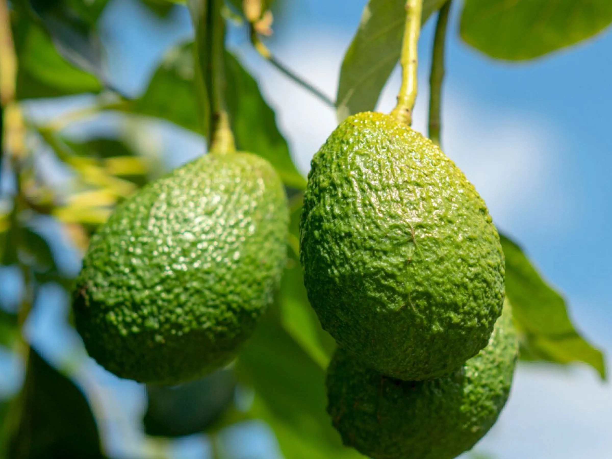 HR Manager – Agribusiness - Bundaberg QLD - FILLED BY US!