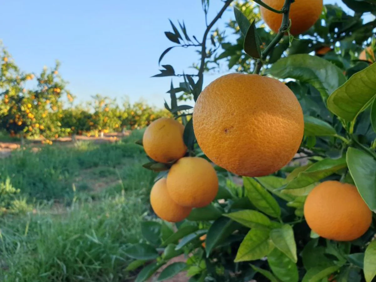 Market Development Agronomist - Fruit and Vegetable - South Australia - FILLED BY US!
