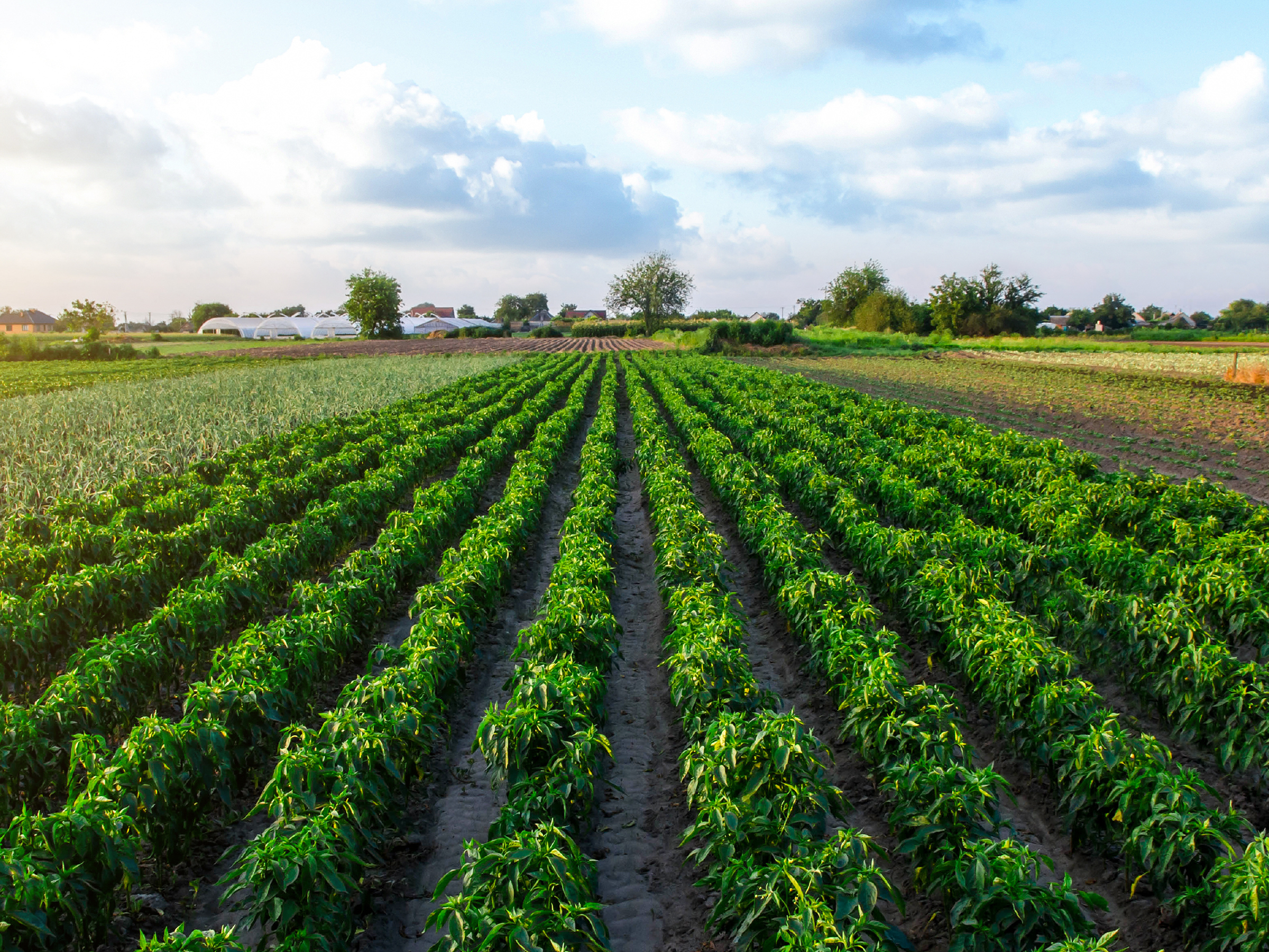 Regional Development Manager - Ag Labour - Bundaberg - FILLED BY US!