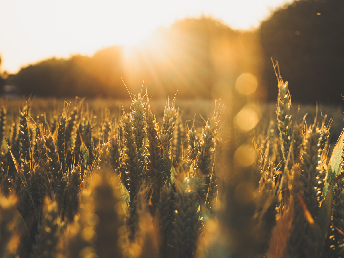 Portfolio Manager - R&amp;D Crop Protection - Wagga Sydney NSW - FILLED BY US!