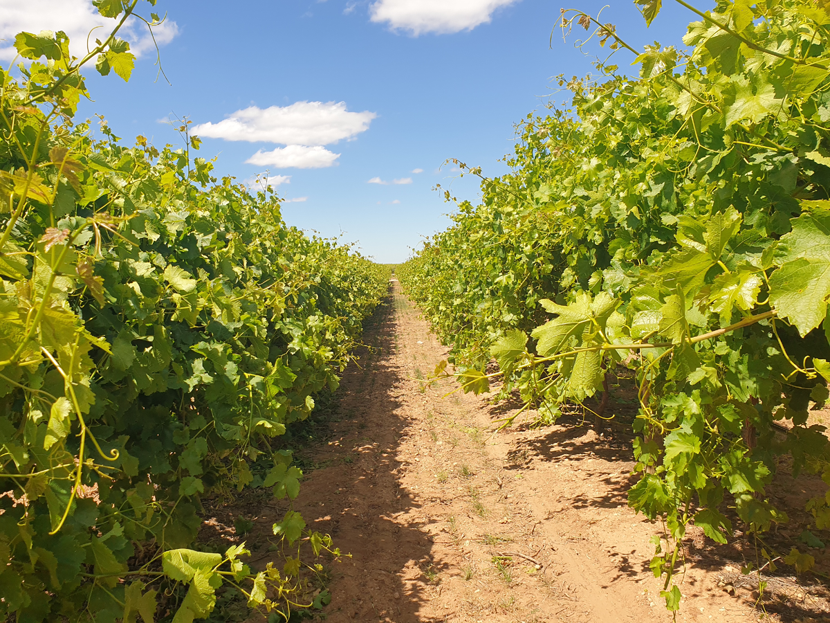 Market Development Agronomist - Fruit and Vegetable - SE QLD - FILLED BY US!