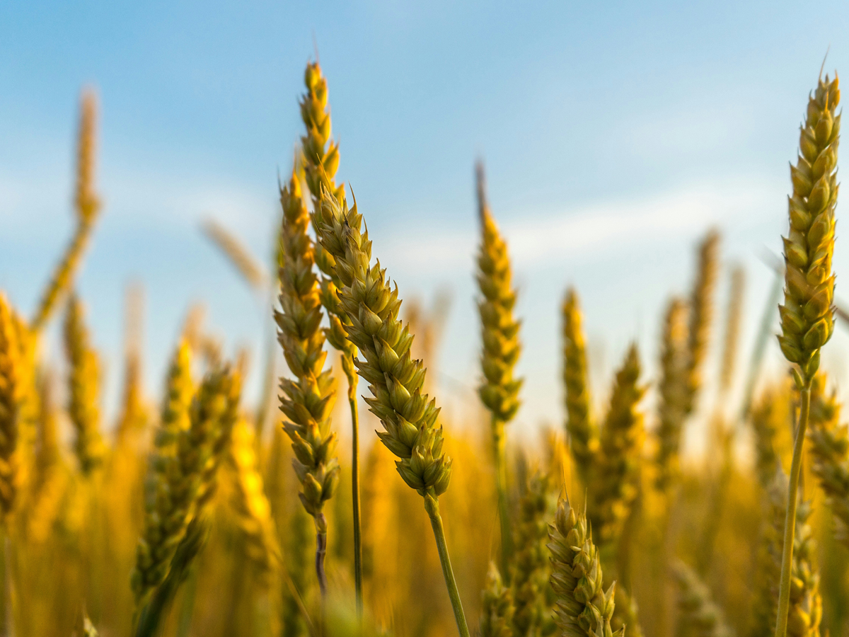 Territory Sales Manager - R&amp;D Crop Protection - Southern NSW - FILLED BY US!