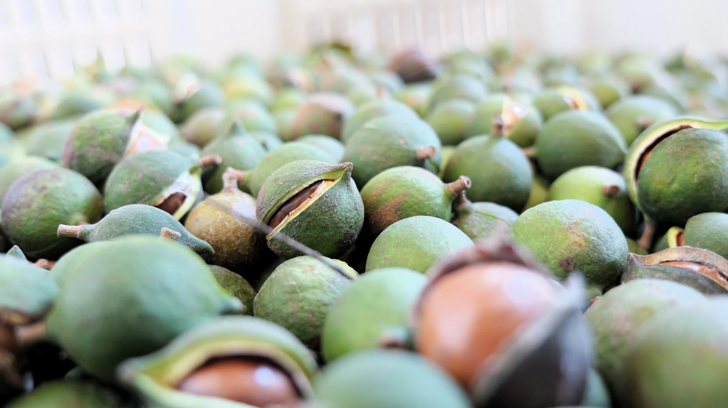 Maintenance Operations Manager – Farming - Bundaberg