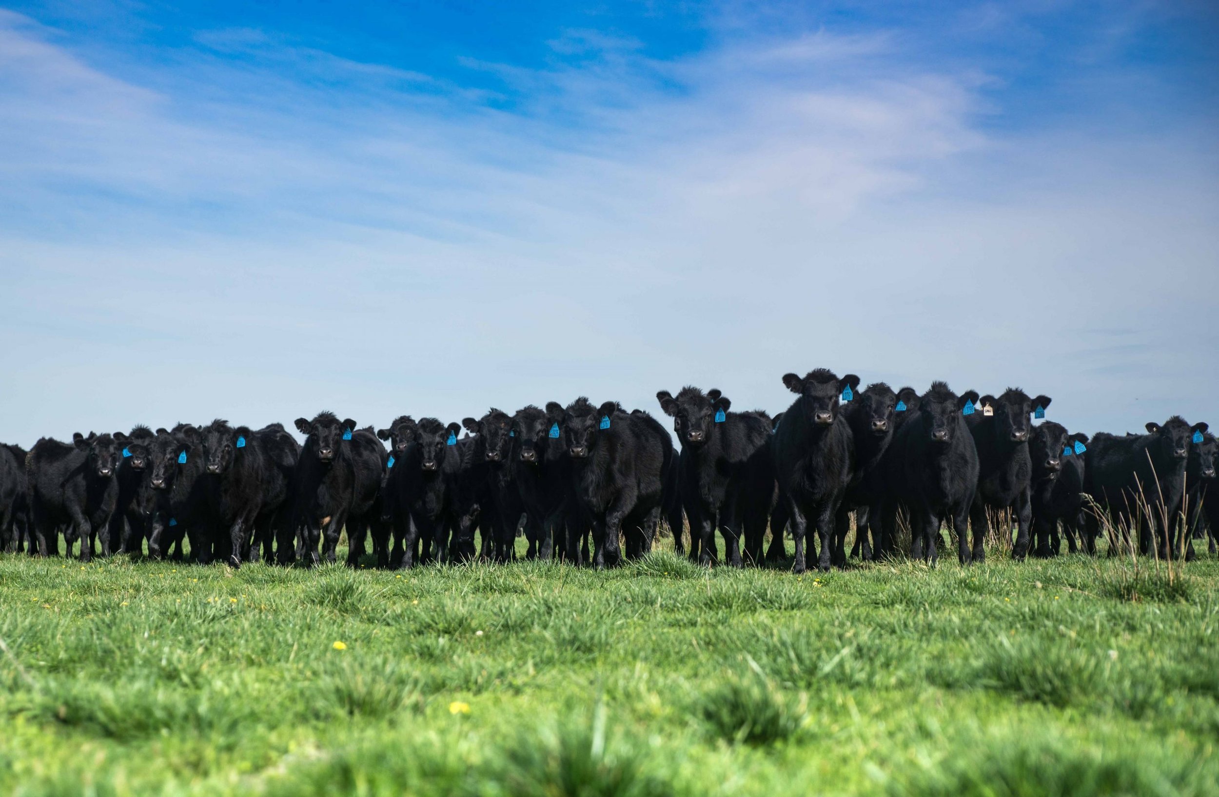 Farm Manager – Beef Herd Development – Northern Tasmania