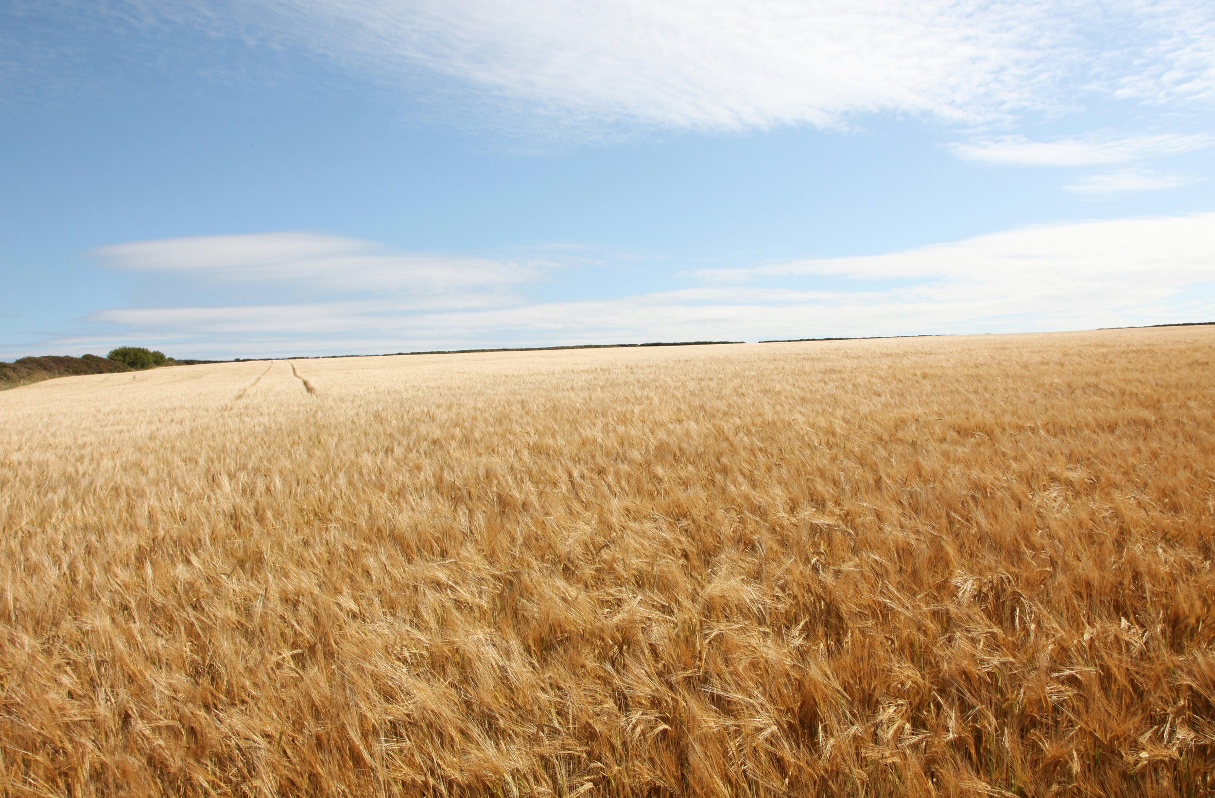 Market Development Manager – Broadacre Segment – Southern Australia