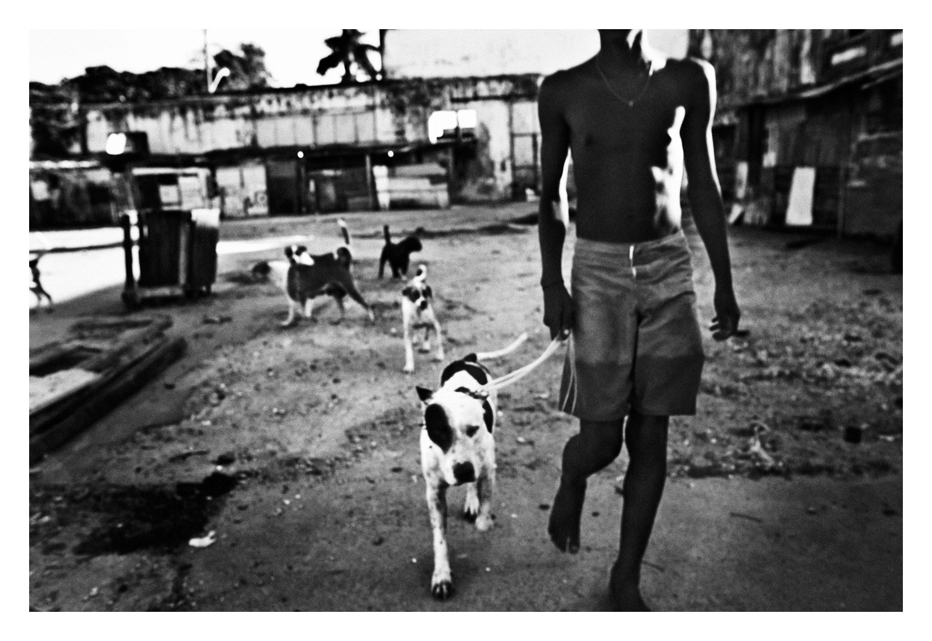  SALVADOR DE BAHIA, BRAZIL ? DECEMBER 10, 2009: A boy with a fighting dog in the courtyard of the factory before start the fight, on December 10, 2009 in Salvador de Bahia, Brazil. Despite the lack of socio-economic support from the government, they 