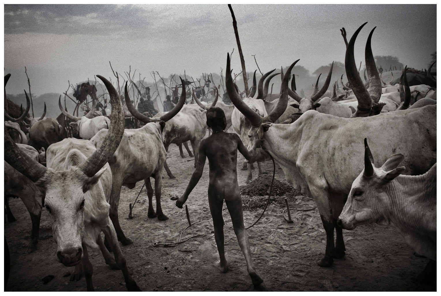  South Sudan. 23 March 2011.

A Dinka boy among cattle in the enclosure of a cattle camp following the herds in areas that maintain water and pasture during the dry season. 