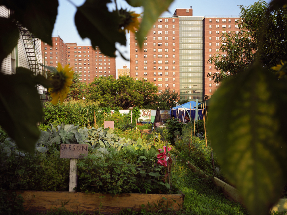  Clay Garden, built on the site of a burned down home by a resident across the street,   provides urban farming opportunities for local residents.    In the background, are the Webster Morrisania public Housing projects which house over 2000 people a