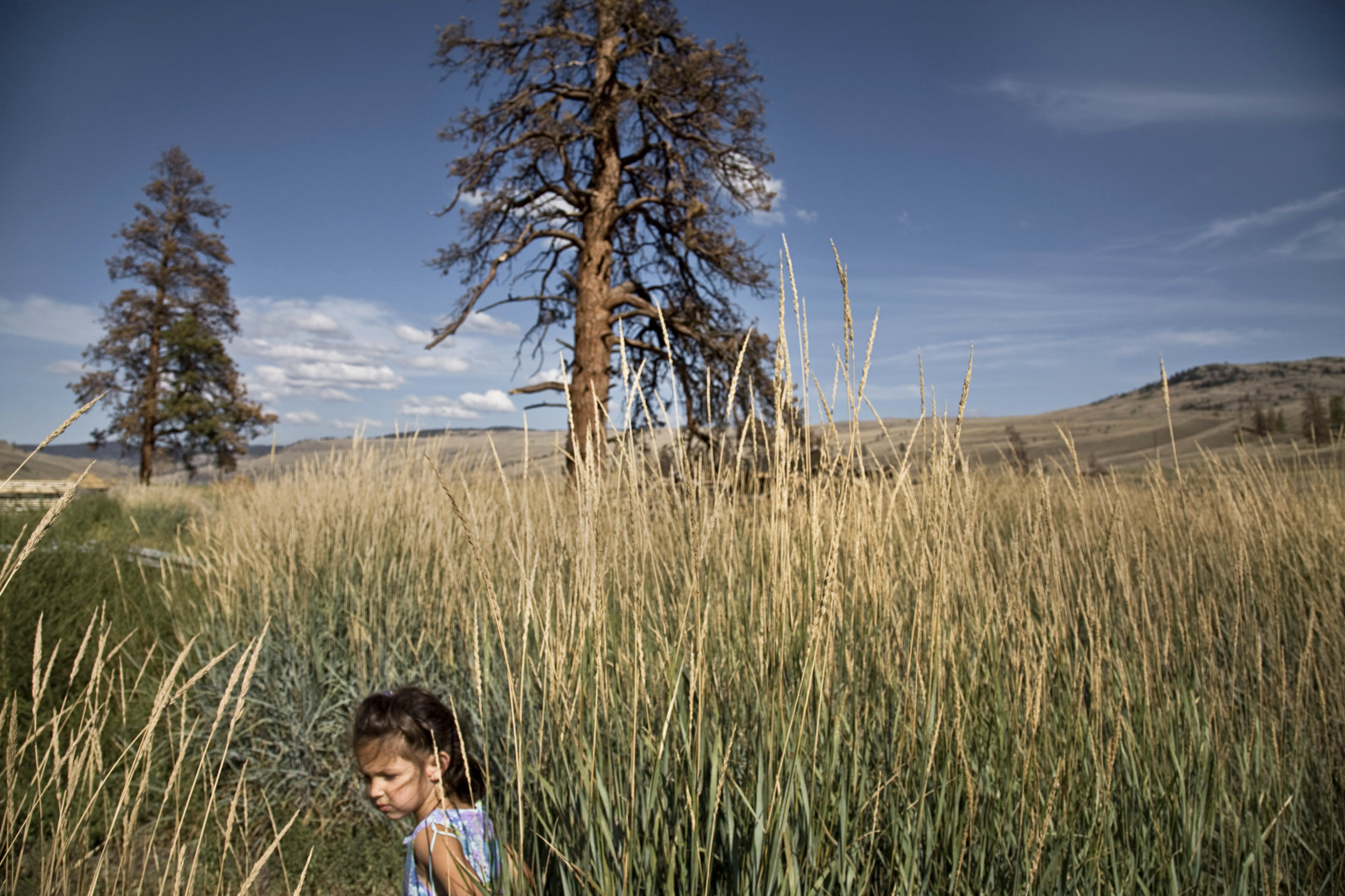  Ponderosa pine trees dying from pine beetle infestation on a ranch south of Kamloops in British Columbia, Canada.  Warmer temperatures due to climate change has allowed beetle larvae to thrive. More than  34 million acres of pine trees in British Co