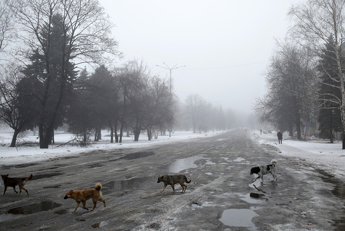  Stray dogs roam around the empty streets of Debaltseve, Donetsk area, Ukraine.  