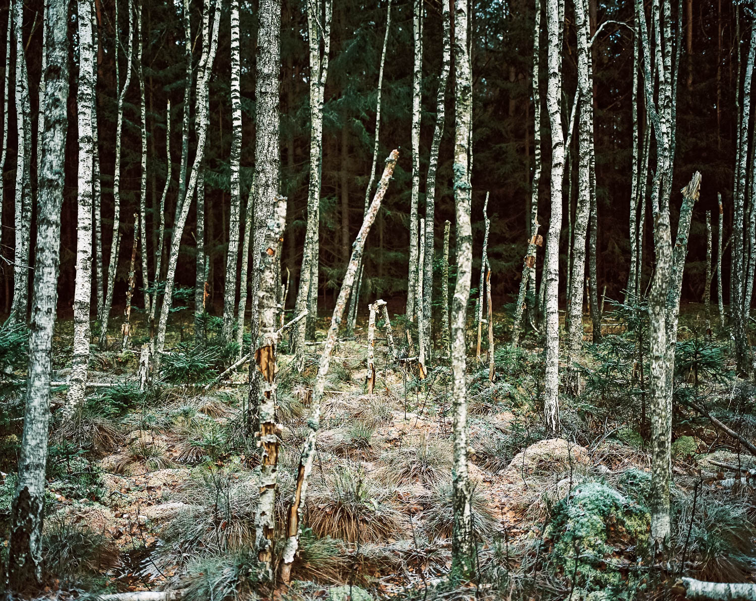 Bialowieza Forest- Le chant du Cygne