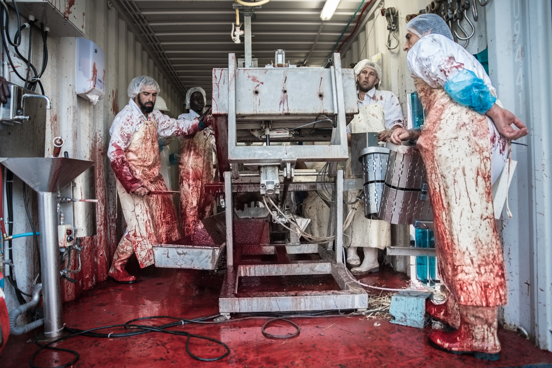  On Eid el Kebir's day, finding a sheep that is sacrificed according to the custom is extremely difficult for Muslims living in France. At Sarcelles, near Paris, a mobile slaughterhouse was set up, and more than a thousand animals were killed followi