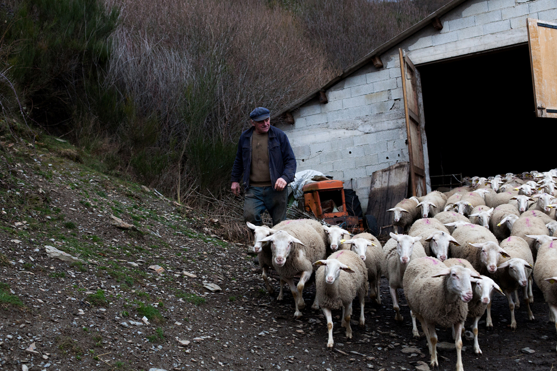  Fabien Chaptal, a shepherd, leads his animals off their sheepfold. Mivajols, February 22, 2016. Livestock farming is a traditional activity and an important economic sector in the Cévennes. Due to the isolation of the region and the rugged landscape