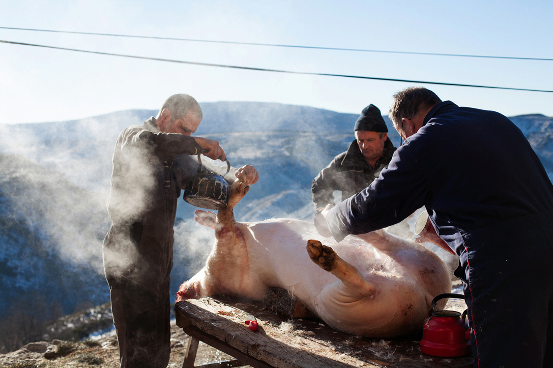  Yves Commandré (c.) and two friends prepare a pig. Fraissinet de Lozère, January 19, 2017. The tradition of the "tue-cochon", though not specific to the Cévennes, is widely practiced in the farms of the region. Cheap, token of quality and environmen