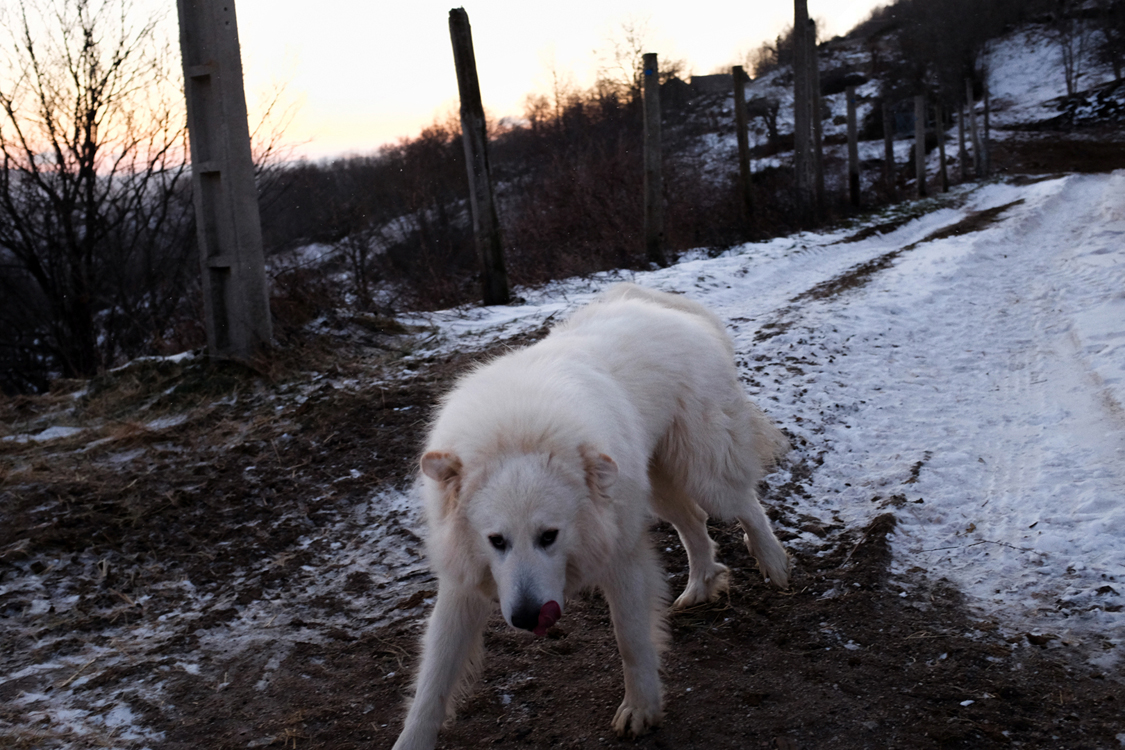  A shepherd dog of "patou" breed. Fraissinet de Lozère, January 17, 2017. They are specially trained to protect cattle from wolf attacks. The natural alpha hunter used to inhabit the region, but was eradicated by cattle farmers centuries ago. The ide