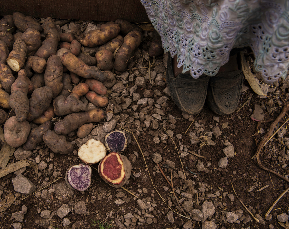  Native potatoes in Corazon de Ñaupas, Ayacucho. Peru, 2016. 