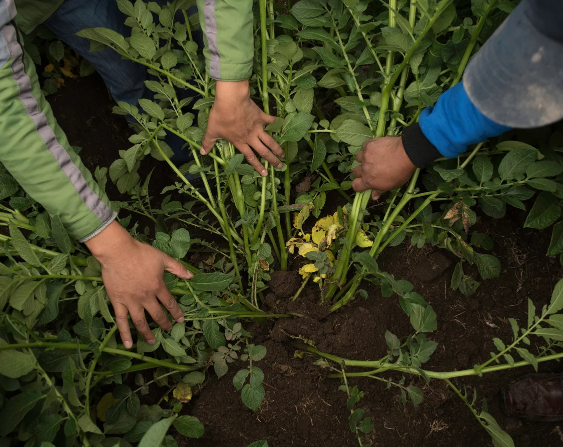  Evaluating the potato produce some weeks before the harvest. Peru, 2016. 