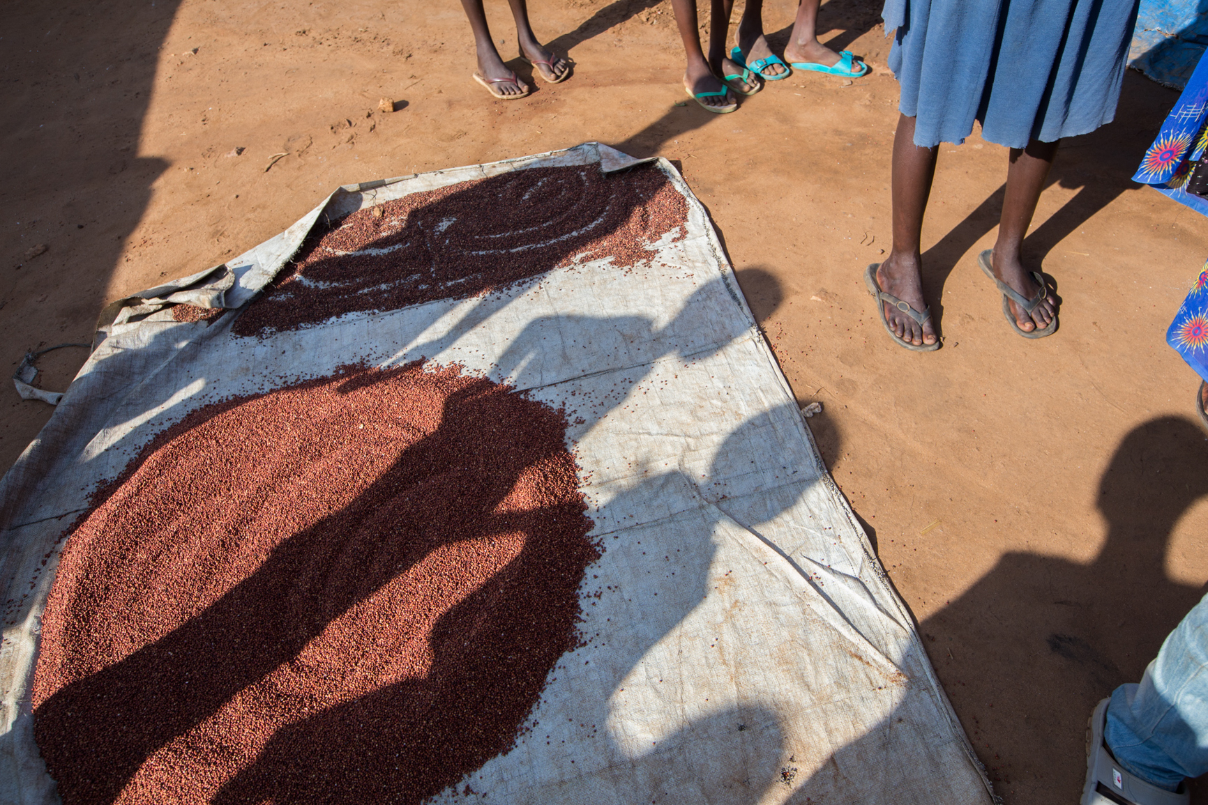  Sorghum, the primary food source provided by the UN, IDPs gathered to discuss the quality of food. 