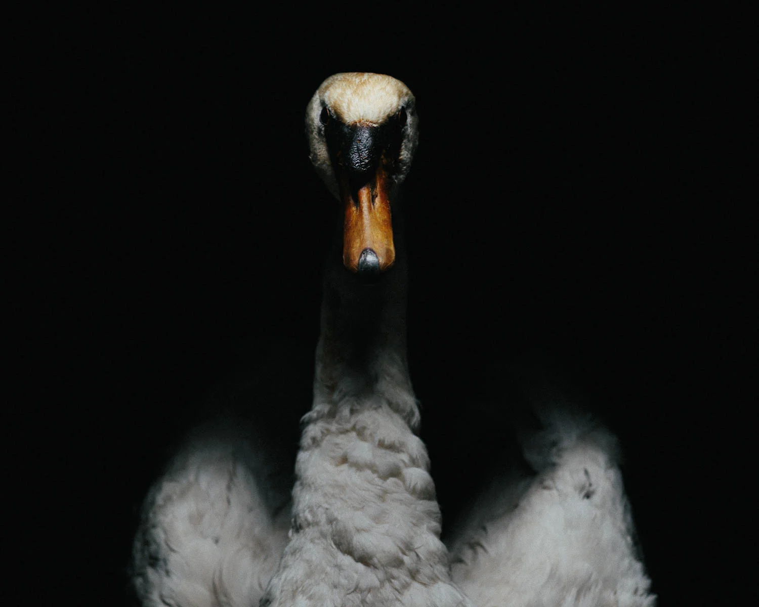 Bialowieza Forest- Le chant du Cygne