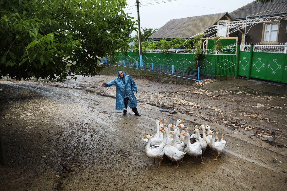  Moldova. Beshalma, Gagauzia - July 2017

A man under heavy rain is tring to direct his geese to their home. 