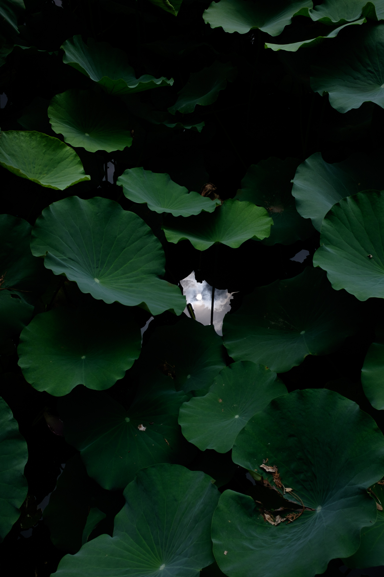  The sun reflected in a lily pond at the Summer Palace, Beijing, August 2017 
